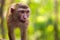 Close-up, young macaca monkey walking on ground with green background