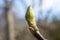 Close-up of a young magnolia bud on a branch. Closed bud of a tree, fluffy with a pile of hairs