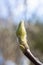 Close-up of a young magnolia bud on a branch. Closed bud of a tree, fluffy with a pile of hairs