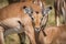 Close-up of young male impala facing camera