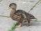 Close up of young male mallard duck walking.