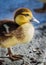 Close up of young mallard chick duckling looking right