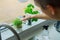 Close up Young Man watering home gardening on the kitchen windowsill. Pots of herbs with basil and watercress sprouts. Home