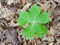 Close up of a young mayapple plant emerging in a spring forest.