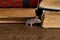 Close-up the young mouse sniffs the old book on the shelf in the library.