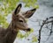 Close up of a Young Mule Deer