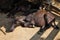 Close up young murrah buffaloes in stable