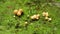 Close-up of young mushroom(Armillaria tabescens)