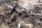 Close-up of young Northern Gannet landing in a group adult birds with spread wings, Island Helgoland, Germany