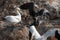 Close-up of young Northern Gannet landing in a group adult birds with spread wings, Island Helgoland, Germany