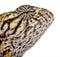Close-up of Young Panther Chameleon, Furcifer pardalis