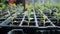 Close up of young pepper seedlings growing in pots in a greenhouse