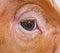 Close-up on a young pig eye and eyelashes mixedbreed