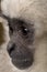 Close-up of Young Pileated Gibbon, 1 year