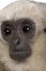 Close-up of Young Pileated Gibbon, 1 year , Hylobates Pileatus