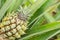 Close-up of young pineapple on tree