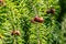 Close-up of young pinecones on the branches of Picea omorica. Sunny day in spring garden