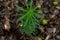 Close-up of young plant growth. young leaves and green background