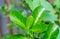 Close-up of young plant growth. young leaves and green background