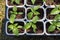 A close up of young plantlets of sweet pepper Capsicum annuum subsp. grossum in a little plastic pots. Bell pepper seedlings