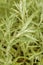 Close up on the young plants of Artemisia ludoviciana. Also called Silver wormwood, western mugwort, Louisiana wormwood