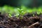 a close up of young plants sprouting from the soil