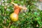 Close up of young pomegranate is a fruit that contains antioxidants and anti-inflammatory substances