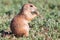 Close-up of young prairie dog in summer