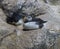 Close up young Puffin sitting on the granite rock