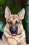 Close-up of a young purebred black and tan German Shepherd. Outdoor portrait of a GSD with nine month old looking at camera