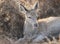 Close up of a young red deer lying in the bracken in autumn