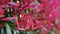 Close-up young red leaves of Japanese Photinia foliage plant Red Robin or Redtip Photinia in early spring season on blurred red