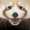 Close-up of Young Red panda or Shining cat