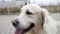 Close up of a young relaxed happy golden retriever dog sitting with his tongue out and wagging his tail in slow motion -