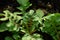 Close-up of young rocket salad in a pot