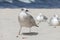 Close-up of a young seagull Larus marinus on a sandy beach during a summer sunny day with blue background