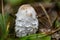 Close-up of young Shaggy ink cap Coprinus comatus mushroom