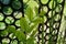 Close-up of a young shoot with green leaves on the background of a metal grid with iron stripes.