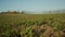 Close-up of young shoots growing on hills on blurred background of farm, cypress