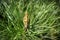 Close-up of young shoots of pine possibly black pine Pinus Nigra. Green shoots on branches in spring garden. Landscape for any w