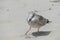 Close-up of a young sleepy seagull Larus marinus on a sandy beach during a summer sunny day