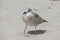 Close-up of a young sleepy seagull Larus marinus on a sandy beach during a summer sunny day