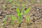 Close-up of young small corn plants growing on the arid earth