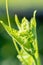 Close-up of a young small tendril of cucumber with a green fresh leaf