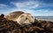 Close up of a young Southern Elephant seal sleeping