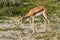 Close up of a young springbok