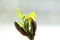 Close-up of a young sprout isolated on a white background with space for text. The concept of ecology and environmental