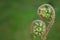 Close-up of young sprouts of wild fern, in spring against green background with space for text