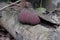 Close up of young and still growing pinkish brown King Alfred\\\'s cake mushrooms on the surface of a dead Jack fruit trunk