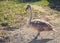 Close-up of a young swan